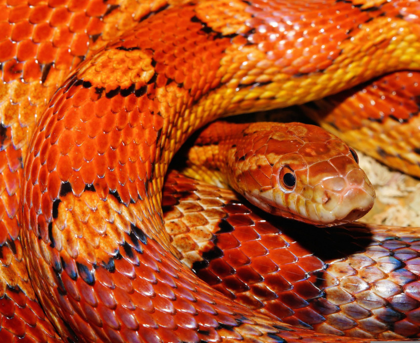 Snake, Reptile, Animal image. Free for use.