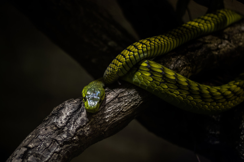 Snake, Nature, Animal image. Free for use.