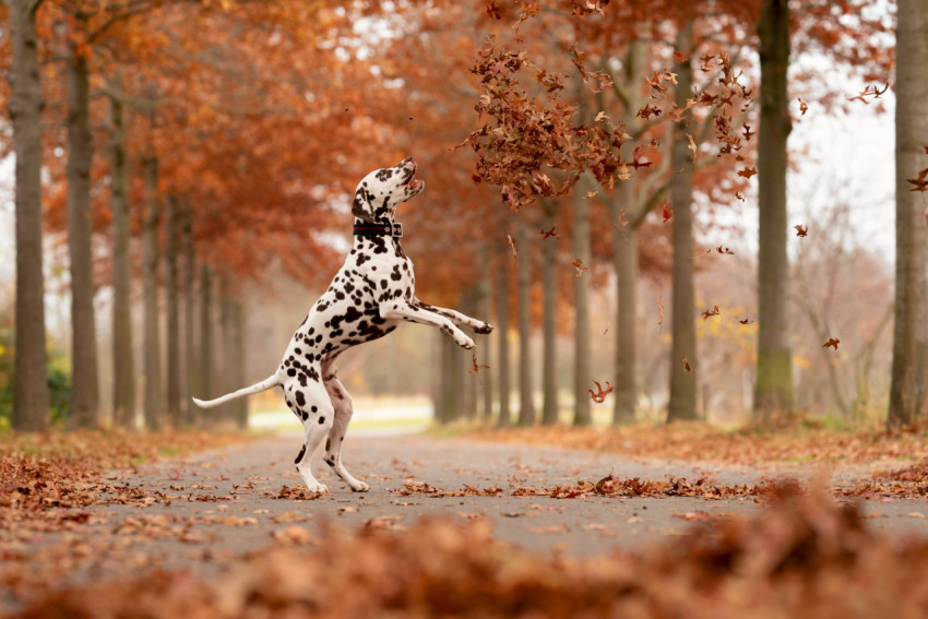 Dalmatian, Dog, Pet image. Free for use.