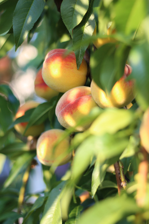 Peaches, Fruits, Plant image.